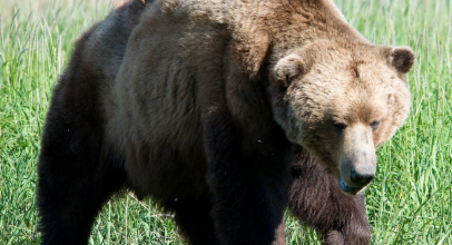 Wovon träumt ein Bär
