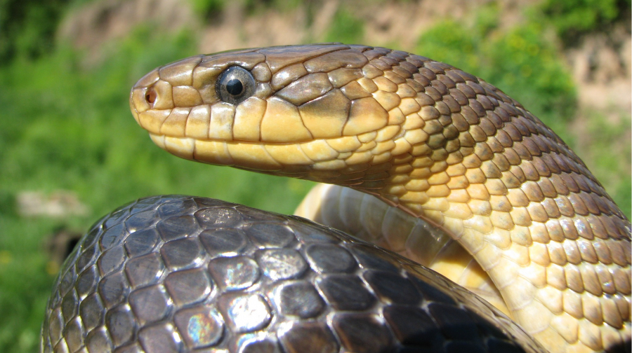 Wovon träumt eine Schlange