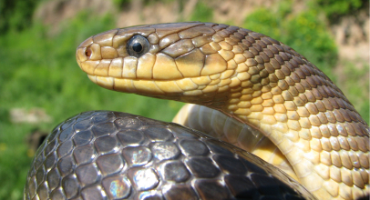 Wovon träumt eine Schlange