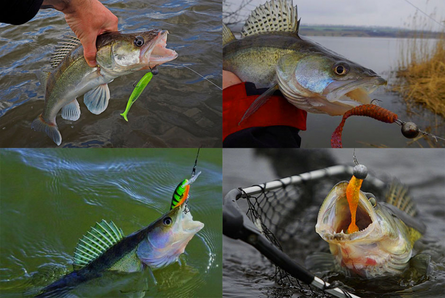 Schmackhafter Zander-Hering