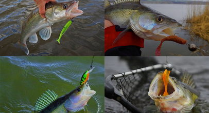 Schmackhafter Zander-Hering