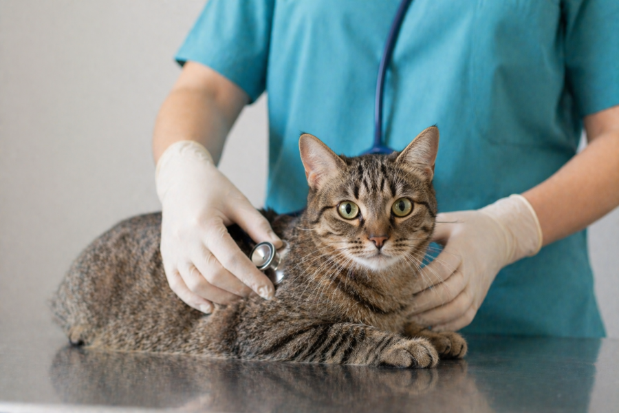 Tierarztkosten in Deutschland 2026