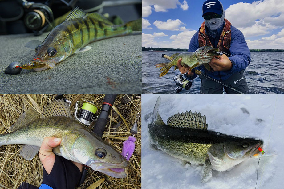 Besonderheiten und Feinheiten des Zanderfangs